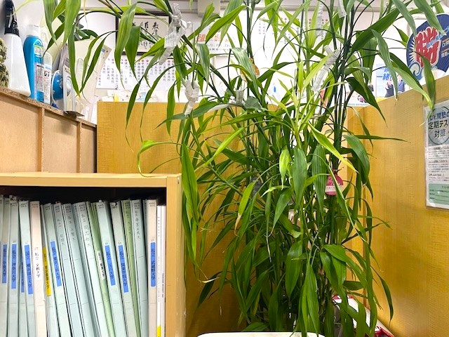 頭のよくなる木